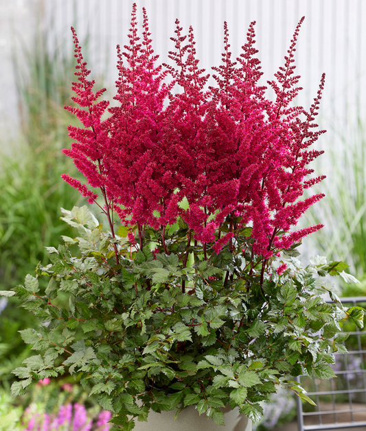 Astilbe, 'Vision Vulcano' | Astilbe, 'Vision Vulcano'