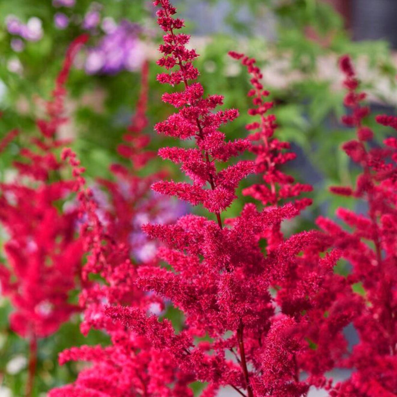 Astilbe, 'Vision Vulcano' | Astilbe, 'Vision Vulcano'