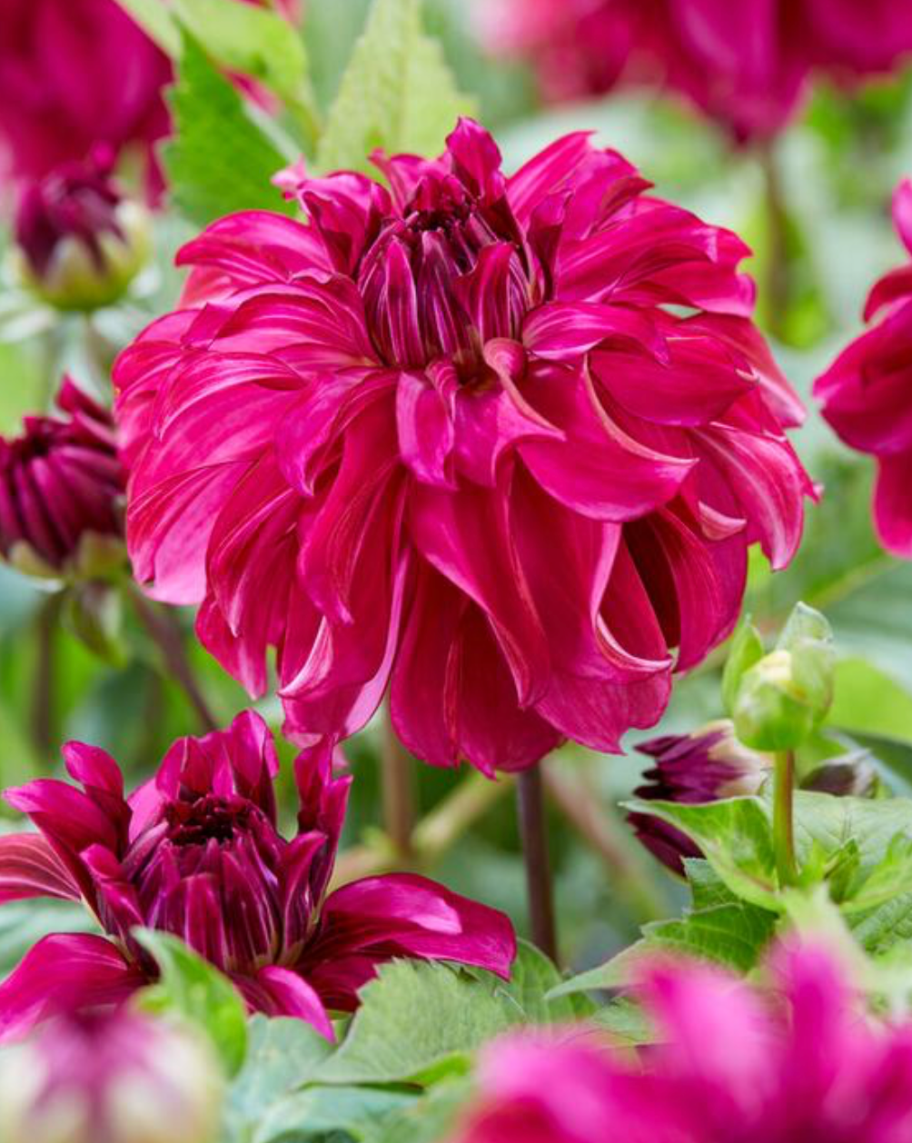 Dahlia, Decorative 'Drama Queen' | Decorative Dahlia