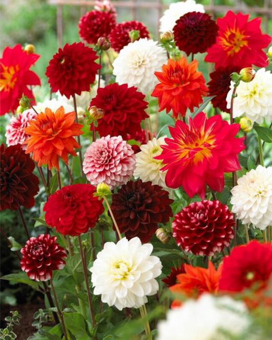 Dahlia, Mix 'Summer Elegance Mix' 3/6-pack | Dahlia