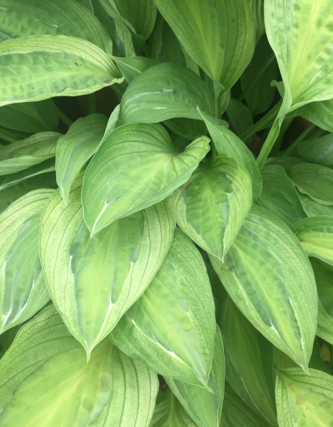 Hosta, 'Yellow Polka Dot Bikini' | Hosta 'Yellow Polka Dot Bikini'