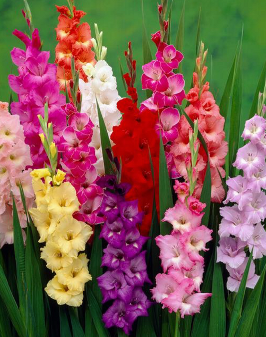 Gladiolus, Rainbow Mix - 10/20-pack | Gladiolus spp.