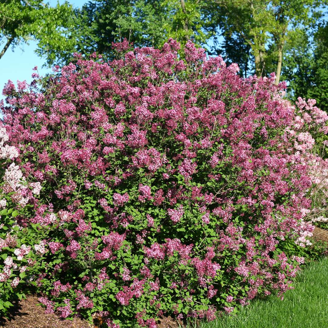 Proven Winners BLOOMERANG® Dark Purple Lilac - Reblooming | Syringa 'SMSJBP7'