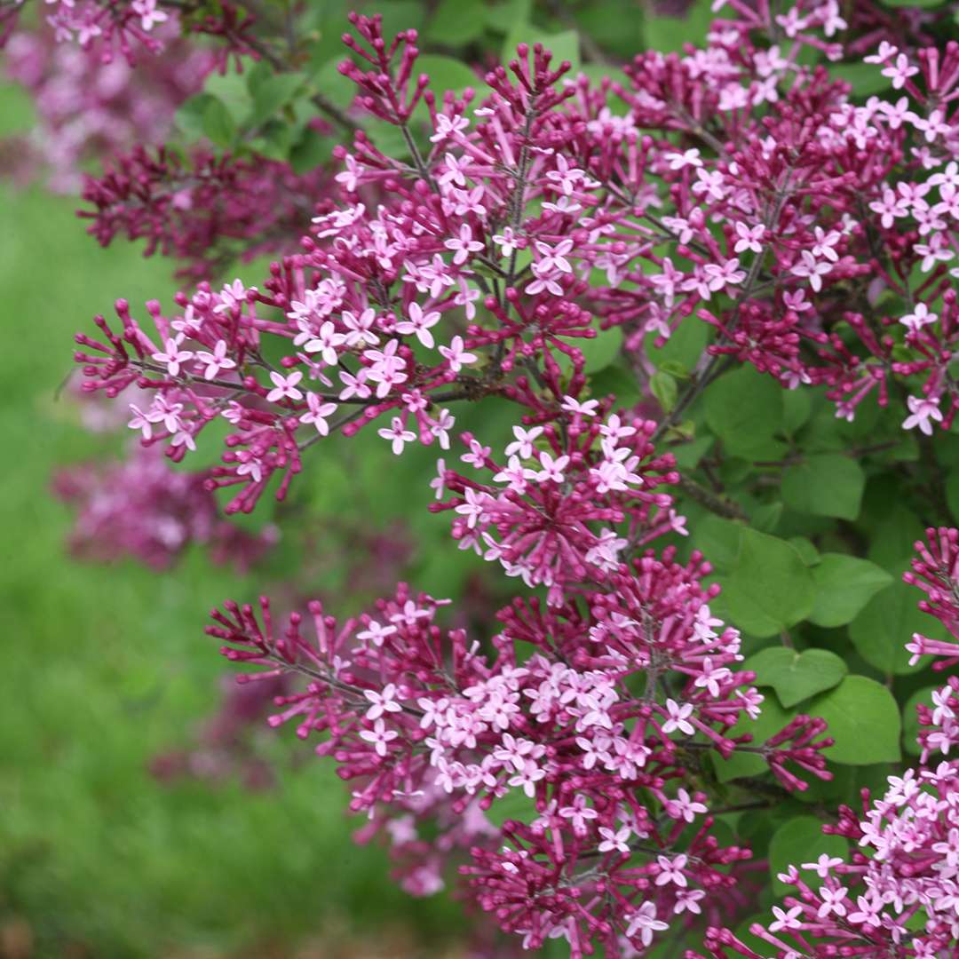 Proven Winners BLOOMERANG® Dark Purple Lilac - Reblooming | Syringa 'SMSJBP7'