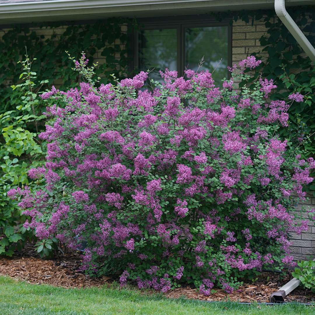 Proven Winners BLOOMERANG® Dark Purple Lilac - Reblooming | Syringa 'SMSJBP7'