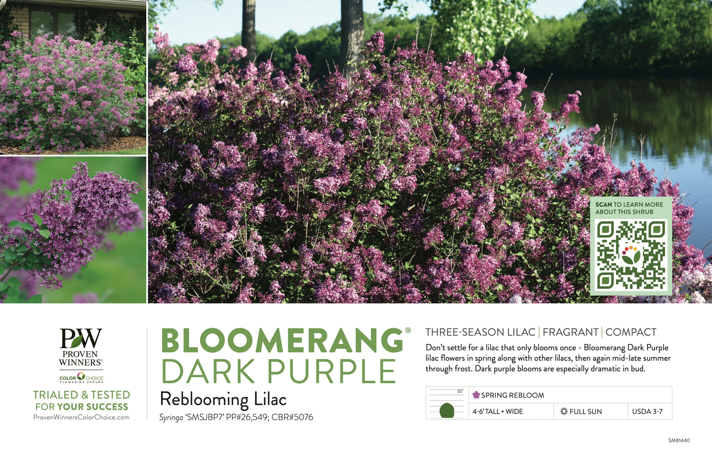 Proven Winners BLOOMERANG® Dark Purple Lilac - Reblooming | Syringa 'SMSJBP7'