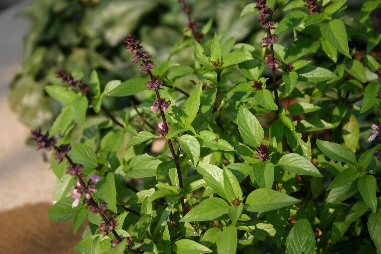 Basil, Thai - 3-pack | Ocimum basilicum var. thyrsiflora
