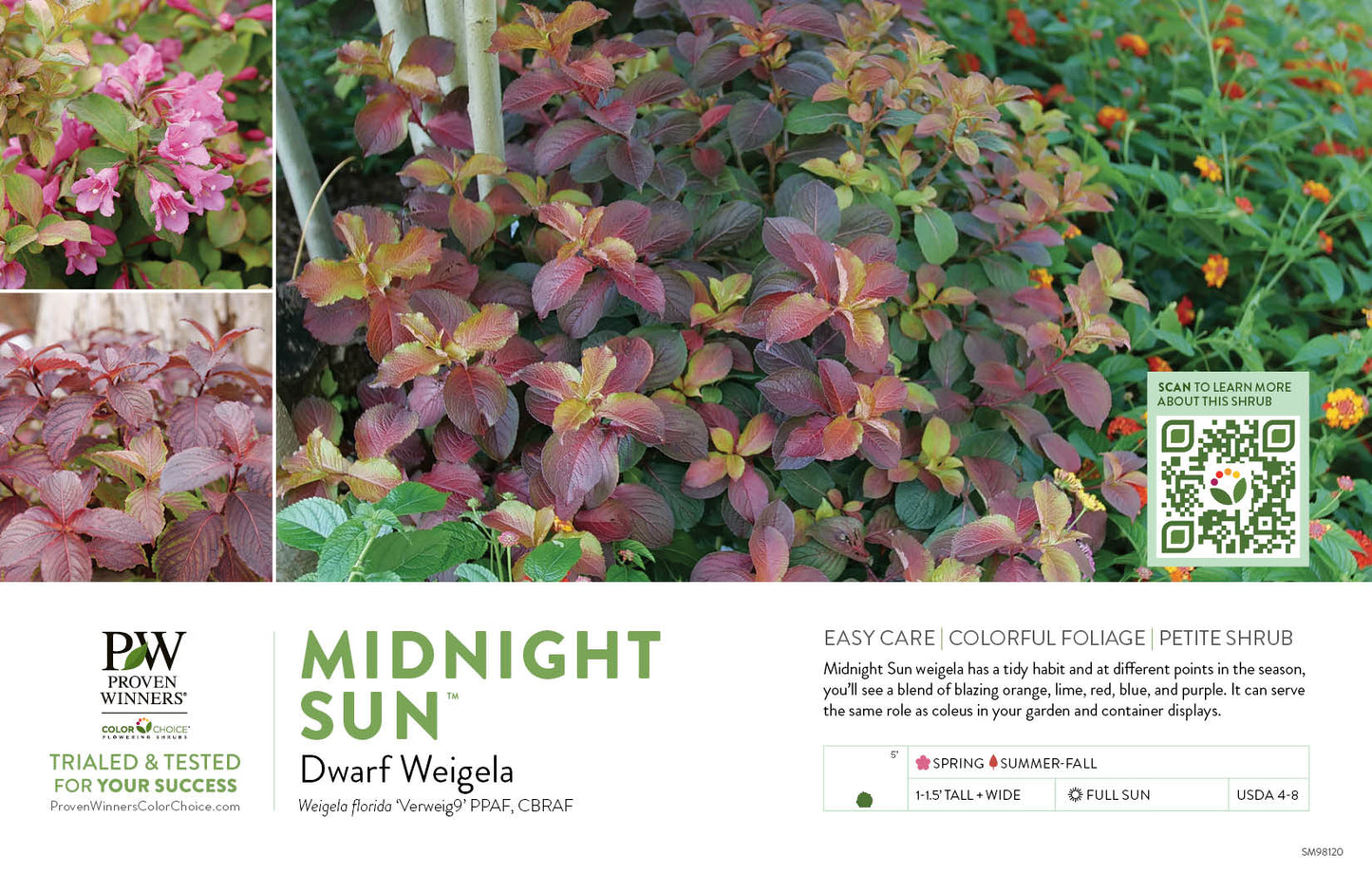 Proven Winners MIDNIGHT SUN® Weigela | Weigela florida 'Verweig9'
