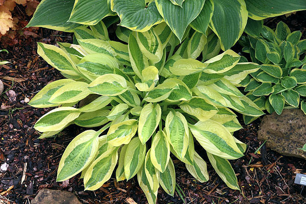 Hosta, 'Yellow Polka Dot Bikini' | Hosta 'Yellow Polka Dot Bikini'