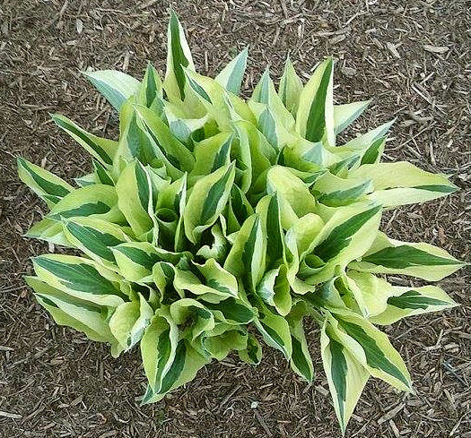 Hosta, 'Yellow Polka Dot Bikini' | Hosta 'Yellow Polka Dot Bikini'