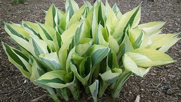 Hosta, 'Yellow Polka Dot Bikini' | Hosta 'Yellow Polka Dot Bikini'