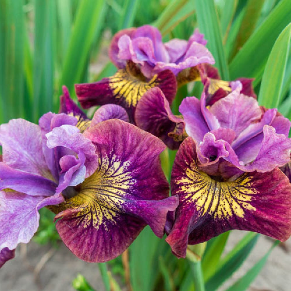 Peacock Butterfly™ Siberian Iris,  'Miss Apple' 3/6-pack | Iris sibirica 'Miss Apple'
