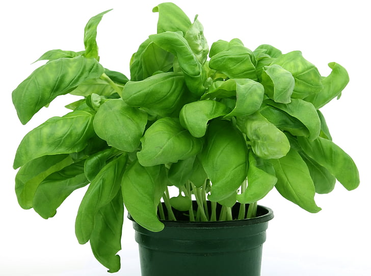 Basil, Large Leaf - 3-pack | Ocimum basilicum