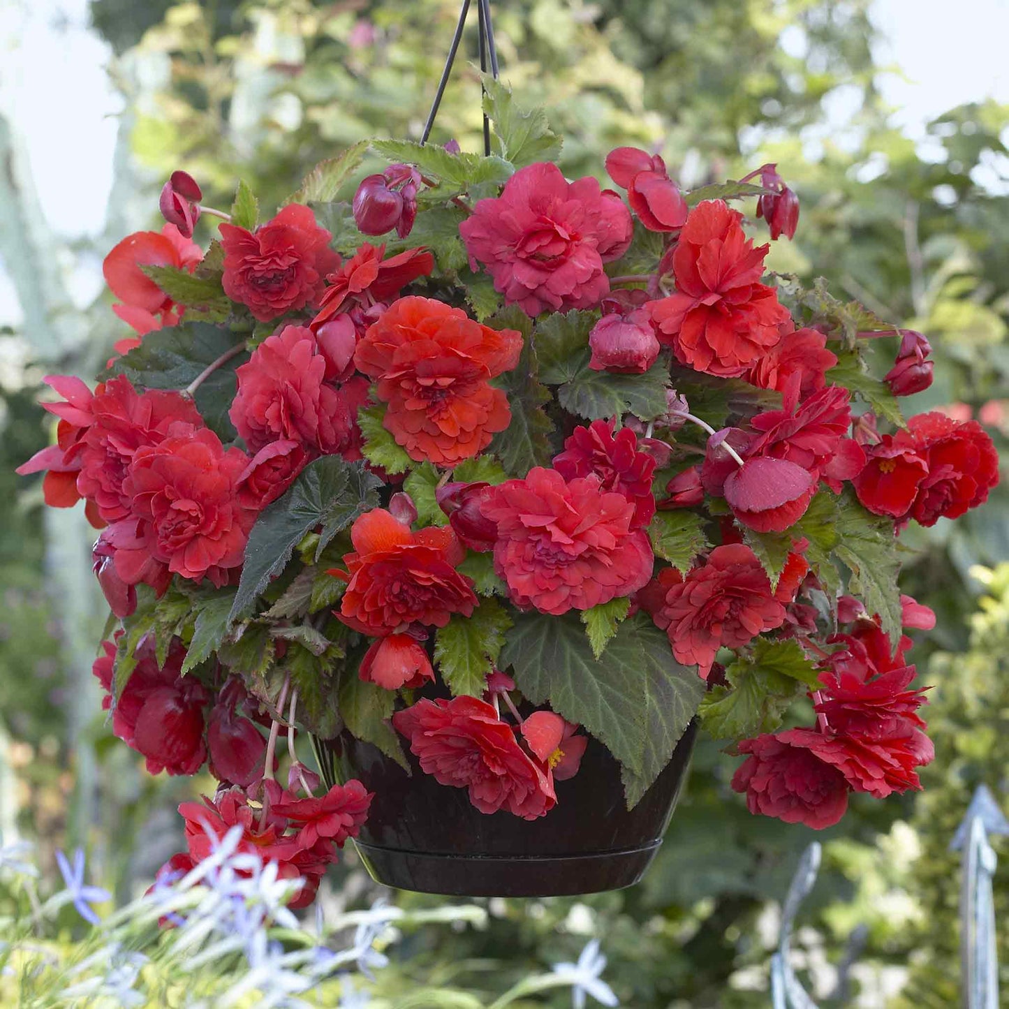 Begonia, 'Red Glory' - 3/6/10-pack| Begonia Odorata 'Red Glory'