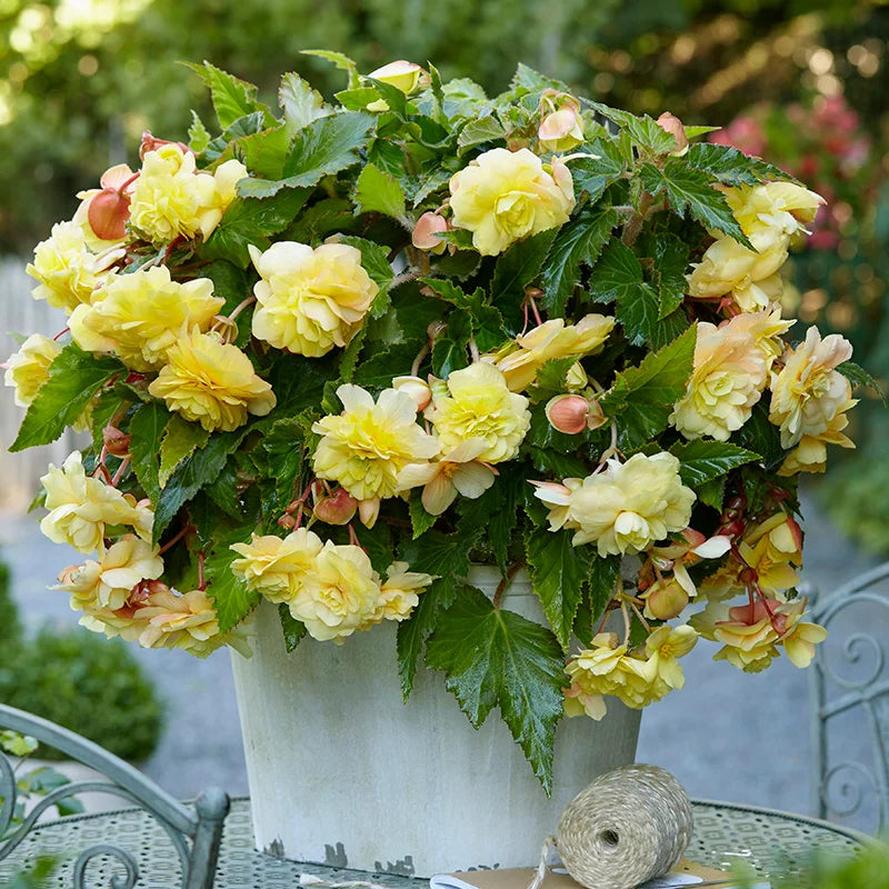 Begonia, 'Sunny Dream' - 3/6/10-pack| Begonia Odorata 'Sunny Dream'