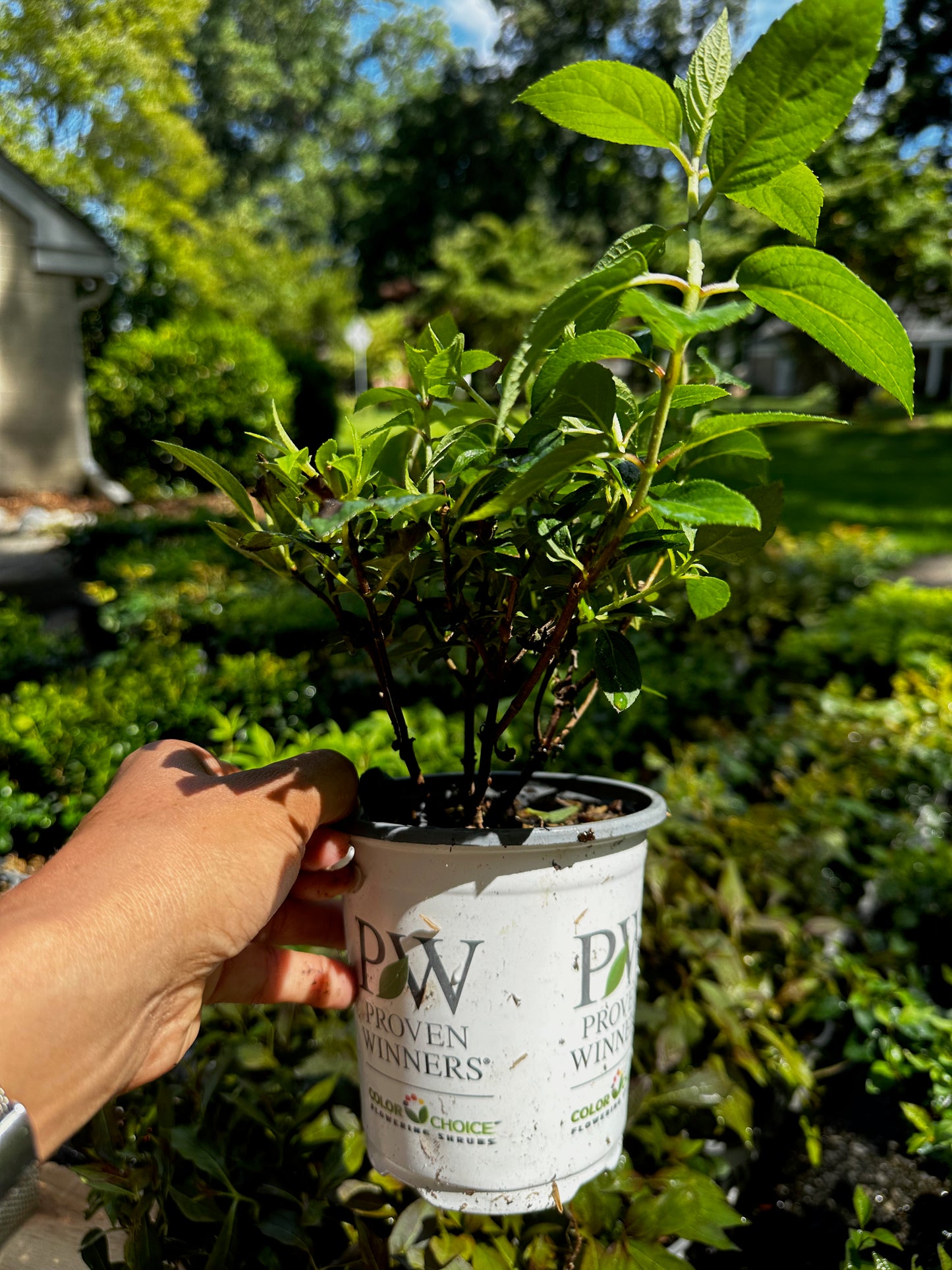 Proven Winners BOBO® Hydrangea - Panicle | Hydrangea paniculata 'ILVOBO'