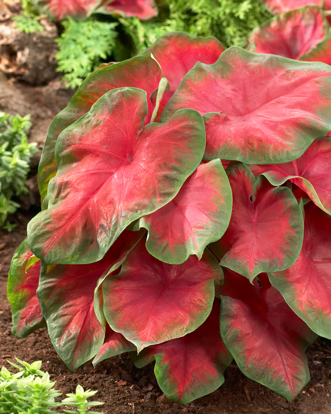 Caladium, Freida Hemple - 3/6/10/30-pack | Caladium 'Freida Hemple'