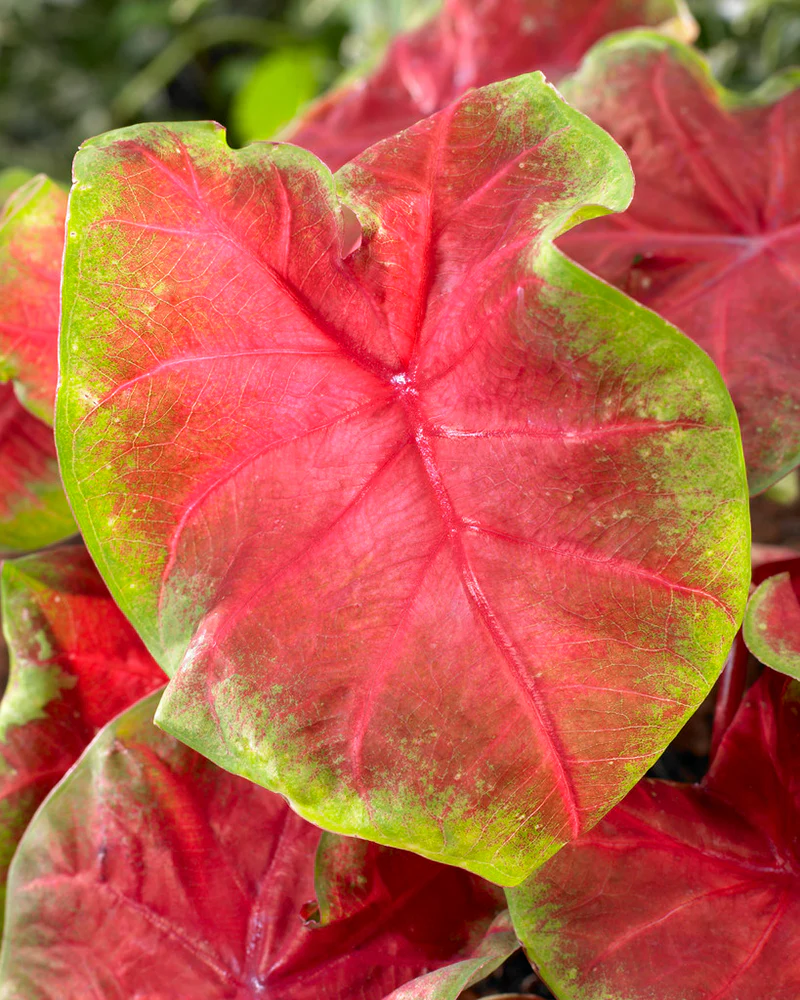 Caladium, Freida Hemple - 3/6/10/30-pack | Caladium 'Freida Hemple'