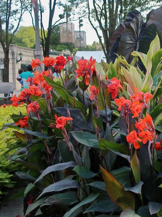 Canna 'Black Knight' | Canna x generalis 'Black Knight'