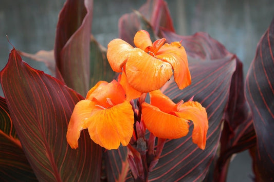 Canna, Tall 'Durban' | Canna x generalis 'Durban'