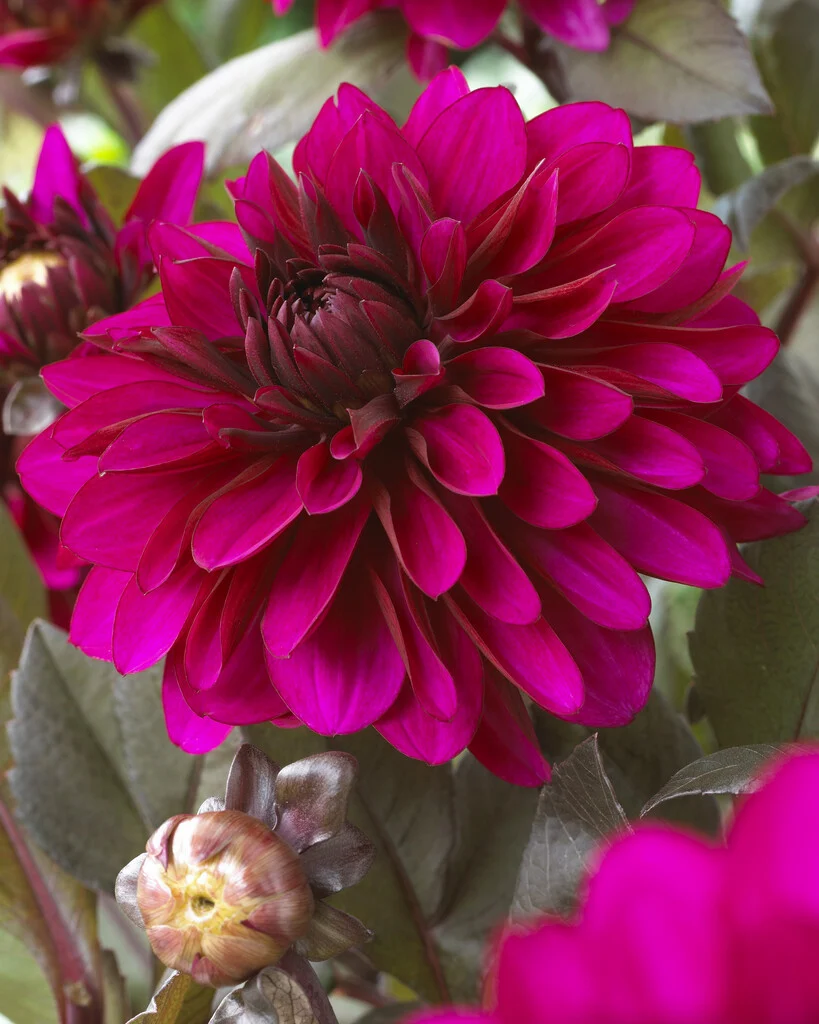 Dahlia, Decorative 'Purple Flame' | Decorative Dahlia