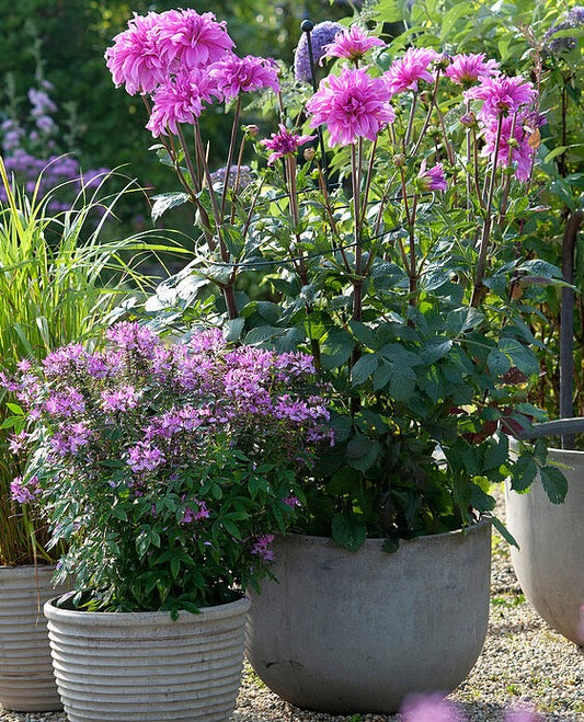 Credit: Frierich Strauss