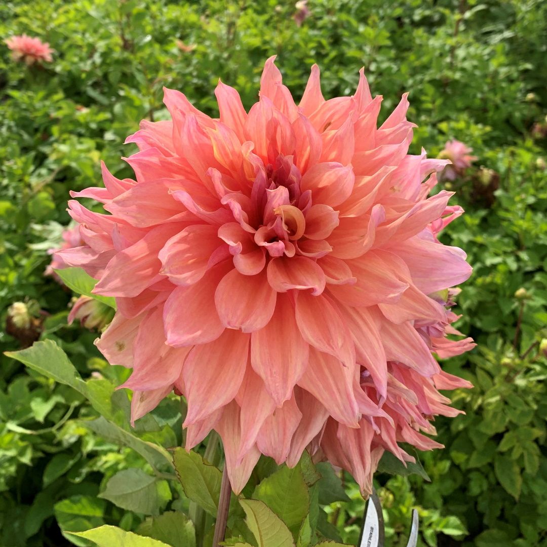 Credit: FAM Flower Farm
