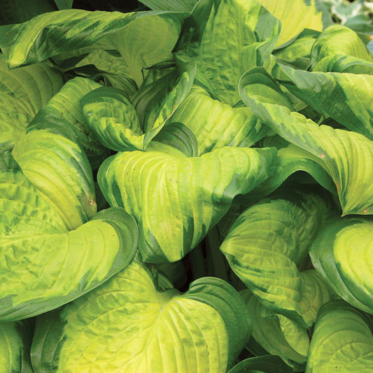 Hosta, 'Stained Glass' | Hosta 'Stained Glass'