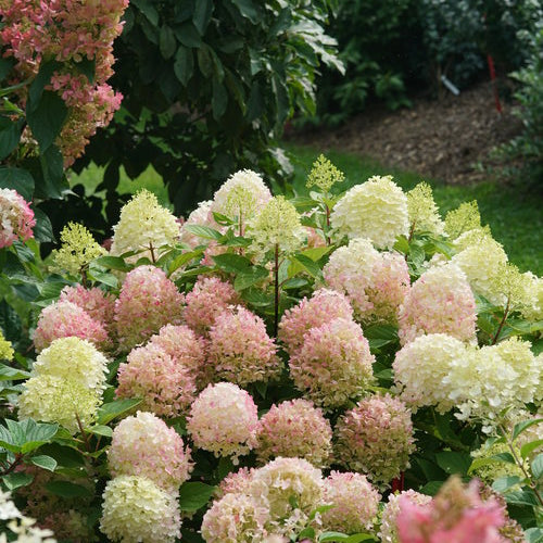 Proven Winners Fire Light Tidbit® Panicle Hydrangea | Hydrangea paniculata 'SMNHPK'
