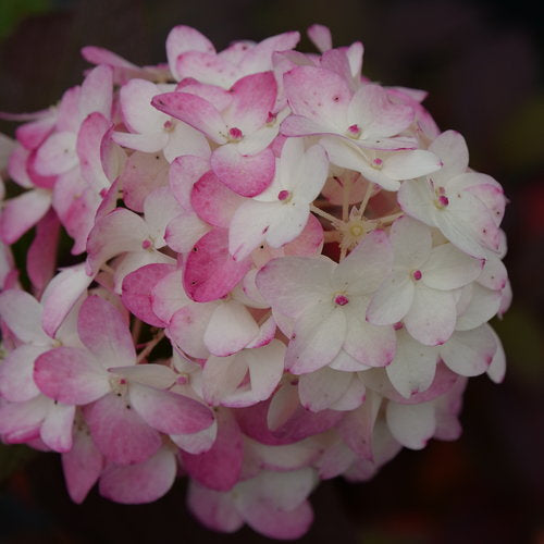 Proven Winners Fire Light Tidbit® Panicle Hydrangea | Hydrangea paniculata 'SMNHPK'