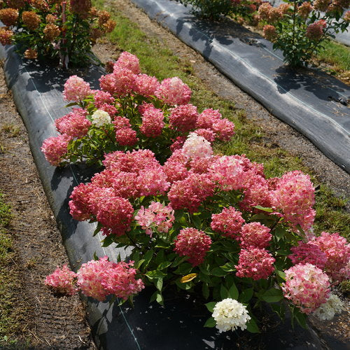 Proven Winners Fire Light Tidbit® Panicle Hydrangea | Hydrangea paniculata 'SMNHPK'