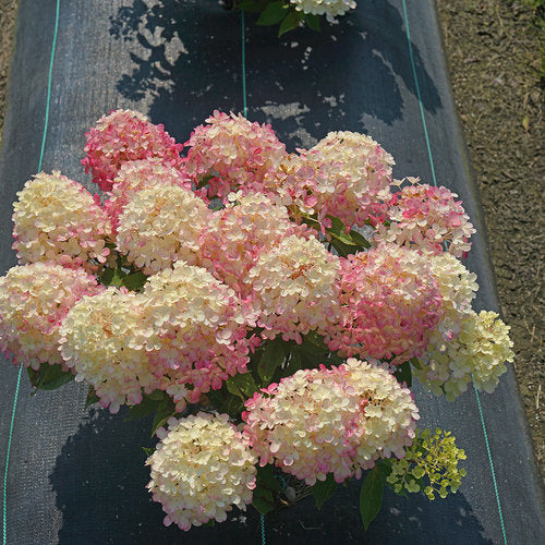 Proven Winners Fire Light Tidbit® Panicle Hydrangea | Hydrangea paniculata 'SMNHPK'