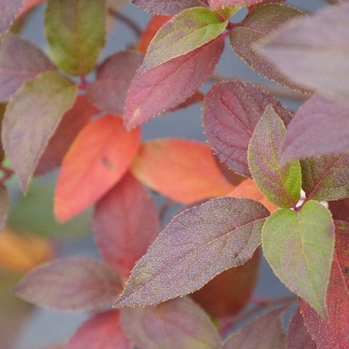 Proven Winners Fire Light Tidbit® Panicle Hydrangea | Hydrangea paniculata 'SMNHPK'