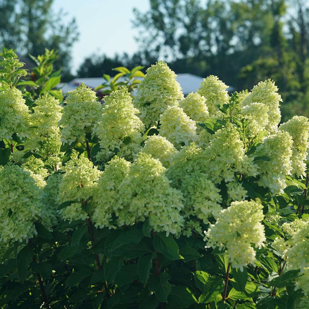 Proven Winners LIMELIGHT PRIME® Panicle Hydrangea | Hydrangea paniculata 'SMNHPPH'