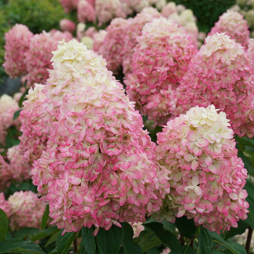 Proven Winners LIMELIGHT PRIME® Panicle Hydrangea | Hydrangea paniculata 'SMNHPPH'