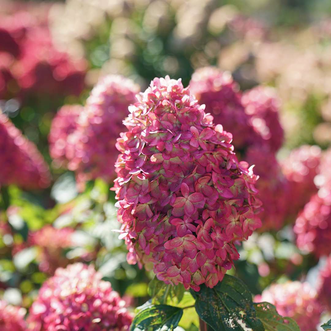 Proven Winners LIMELIGHT PRIME® Panicle Hydrangea | Hydrangea paniculata 'SMNHPPH'