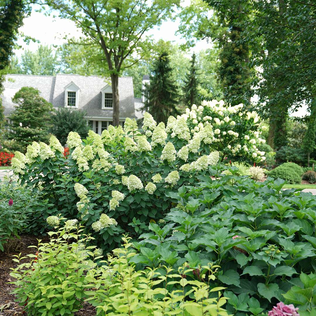 Proven Winners LIMELIGHT PRIME® Panicle Hydrangea | Hydrangea paniculata 'SMNHPPH'