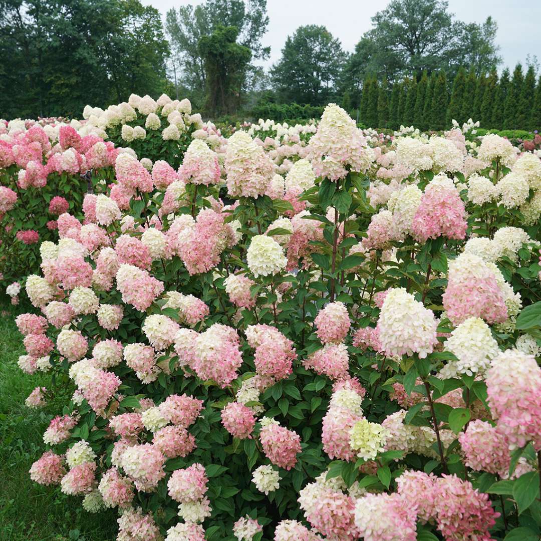 Proven Winners LIMELIGHT PRIME® Panicle Hydrangea | Hydrangea paniculata 'SMNHPPH'