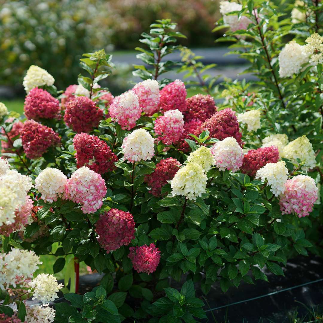 Proven Winners Little Lime Punch® Panicle Hydrangea | Hydrangea paniculata 'SMNHPH'