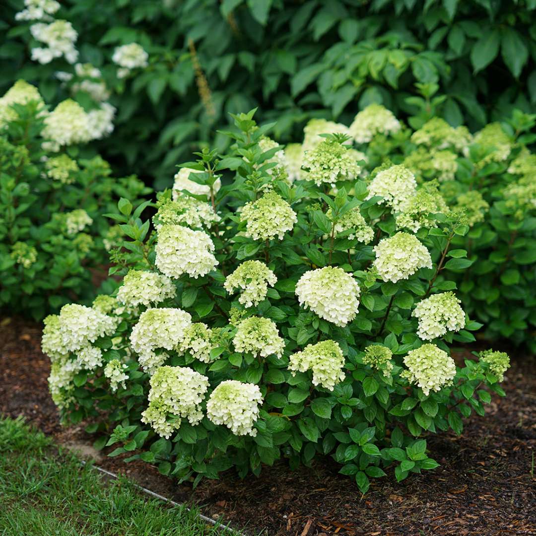 Proven Winners Little Lime Punch® Panicle Hydrangea | Hydrangea paniculata 'SMNHPH'