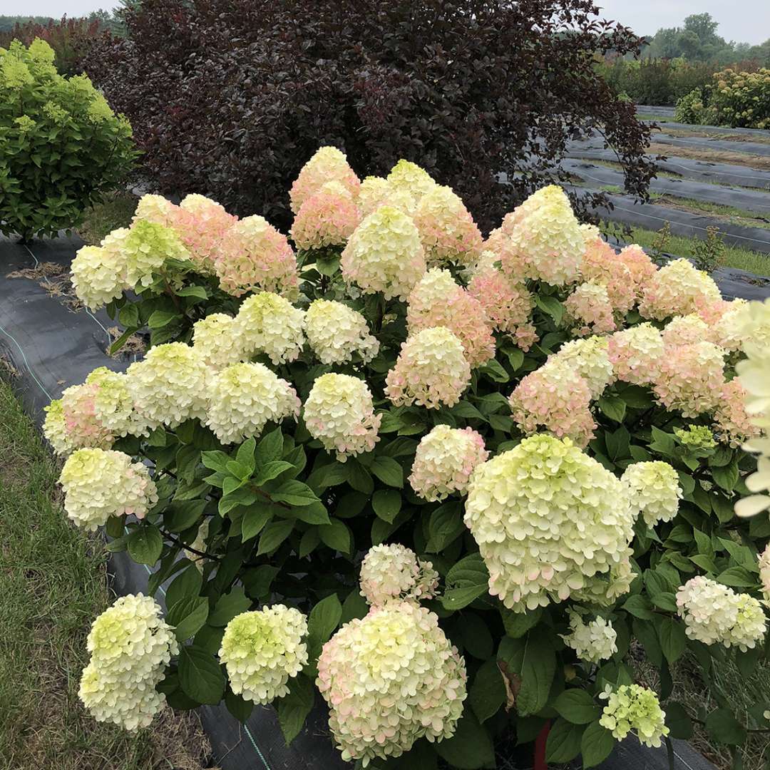 Proven Winners Little Lime Punch® Panicle Hydrangea | Hydrangea paniculata 'SMNHPH'