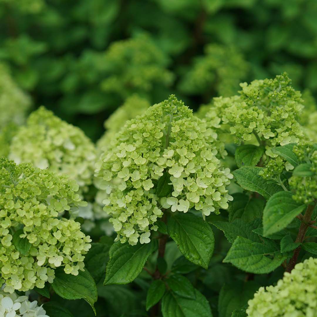Proven Winners Little Lime Punch® Panicle Hydrangea | Hydrangea paniculata 'SMNHPH'