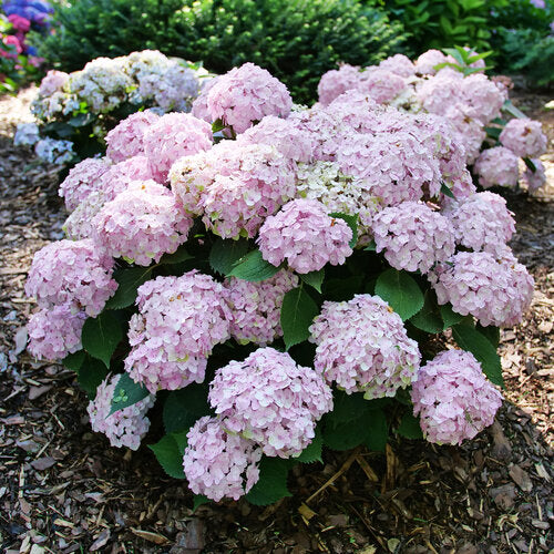 Proven Winners Wee Bit Innocent™ Bigleaf Hydrangea | Hydrangea macrophylla 'SMNHMC'