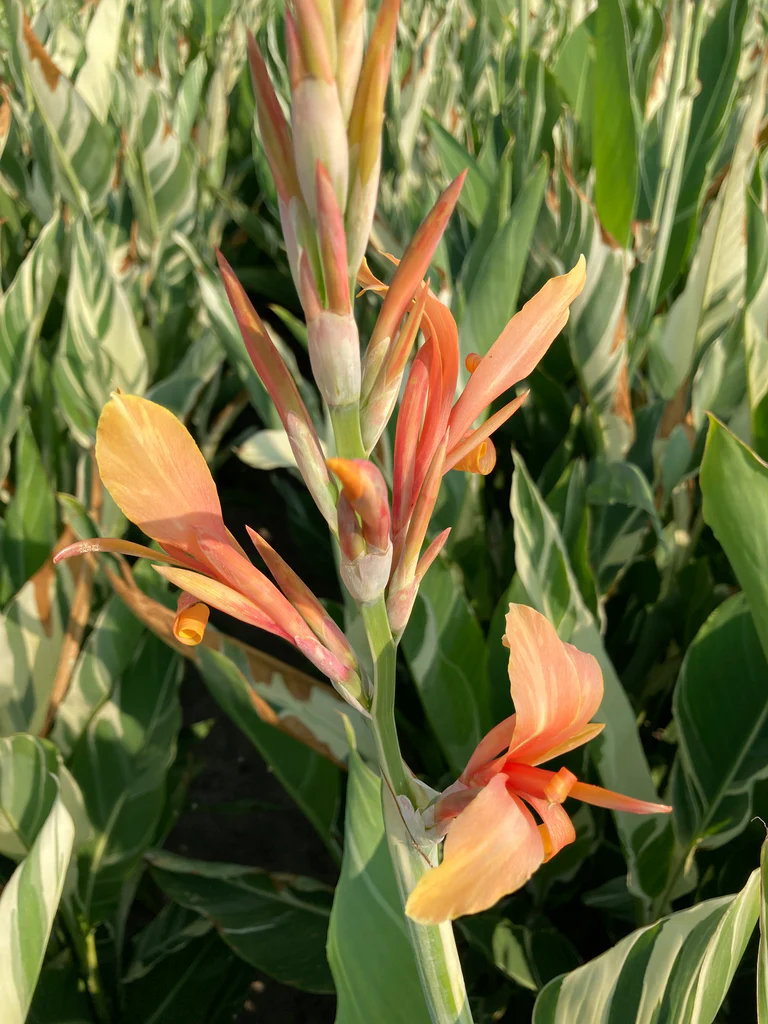 Canna, Tall 'Stuttgart' | Canna x generalis 'Stuttgart'