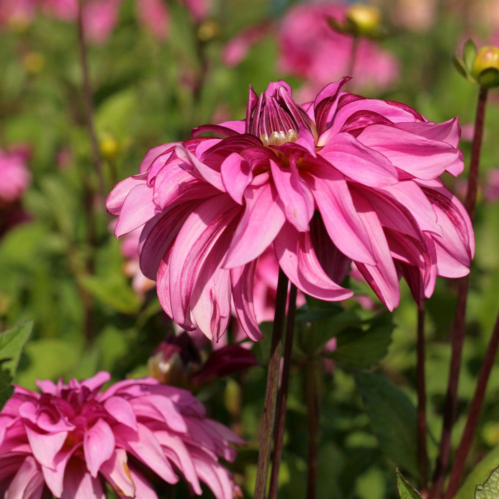 Dahlia, Decorative 'Drama Queen' | Decorative Dahlia