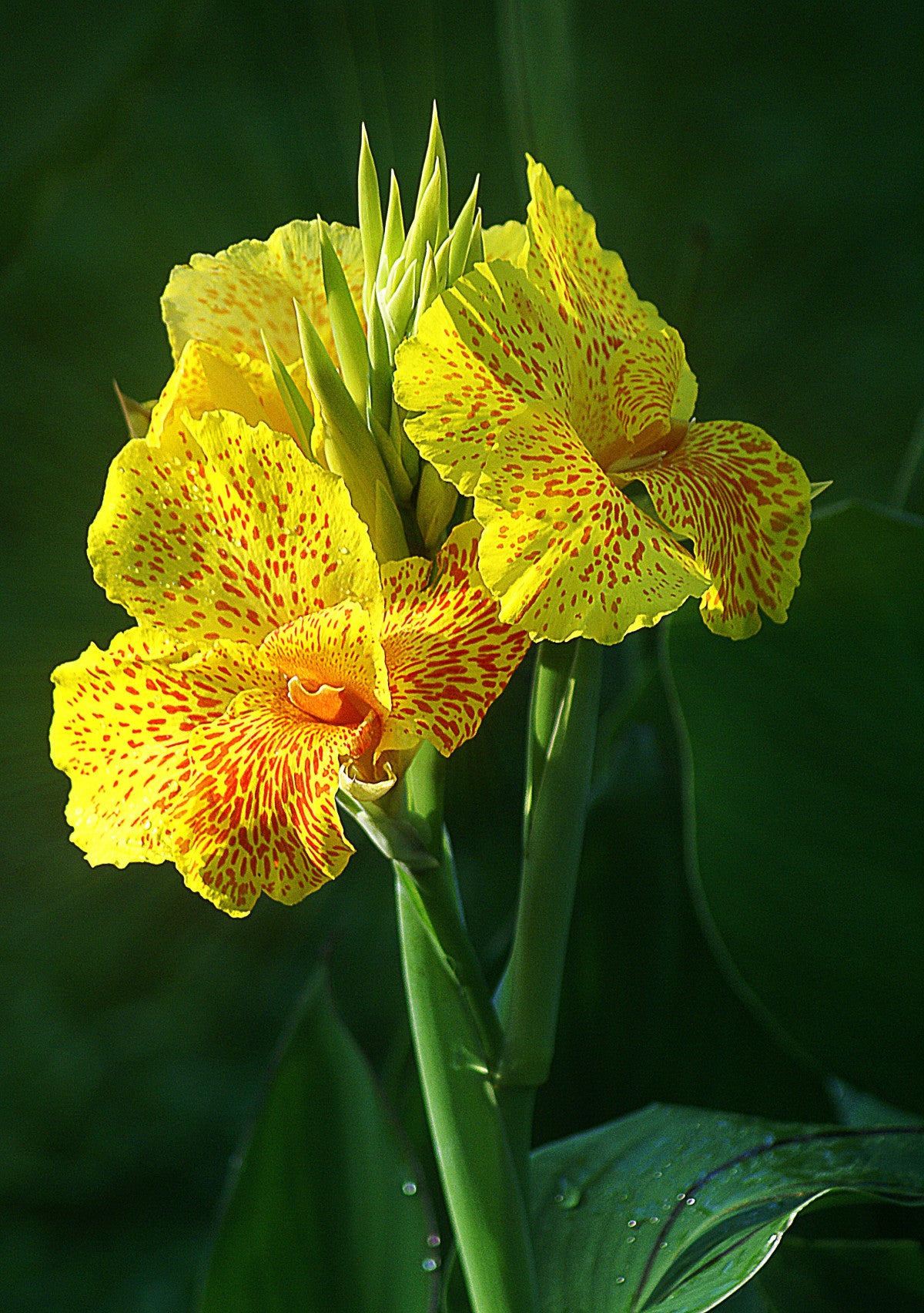 Canna, Dwarf 'Golden Lucifer' | Canna x generalis 'Golden Lucifer'