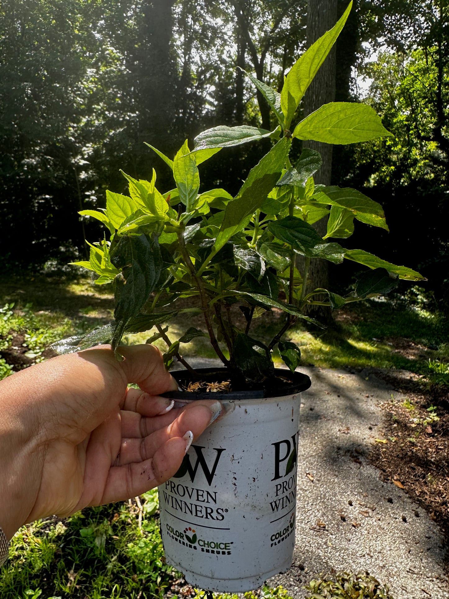 Proven Winners LITTLE LIME® Panicle Hydrangea | Hydrangea paniculata 'Jane'