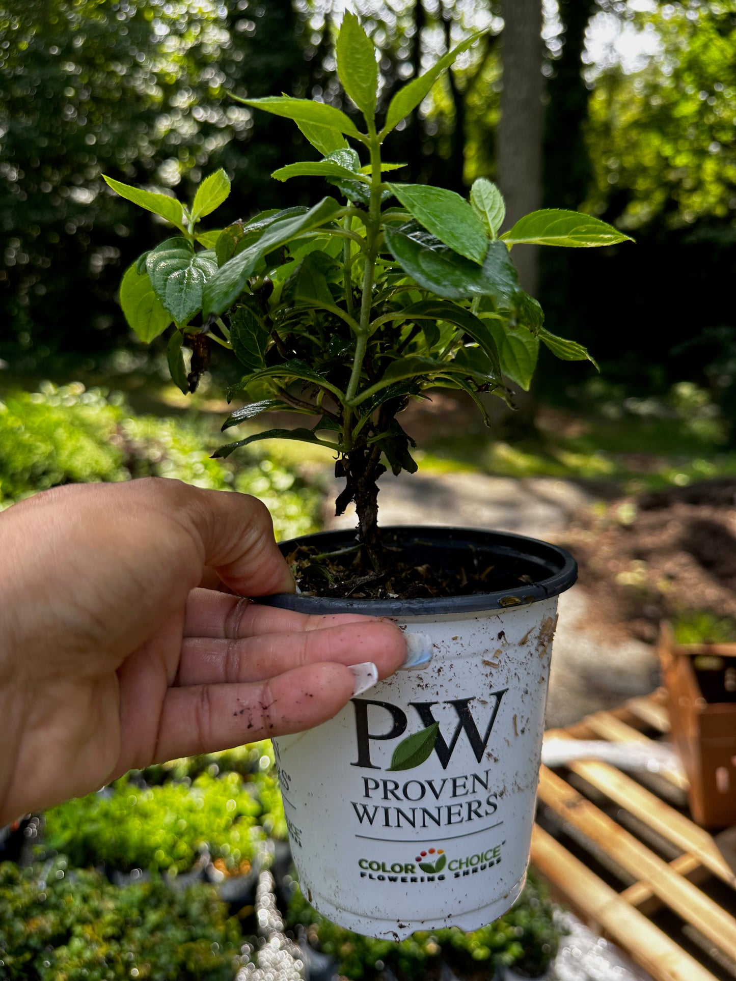 Proven Winners Little Lime Punch® Panicle Hydrangea | Hydrangea paniculata 'SMNHPH'
