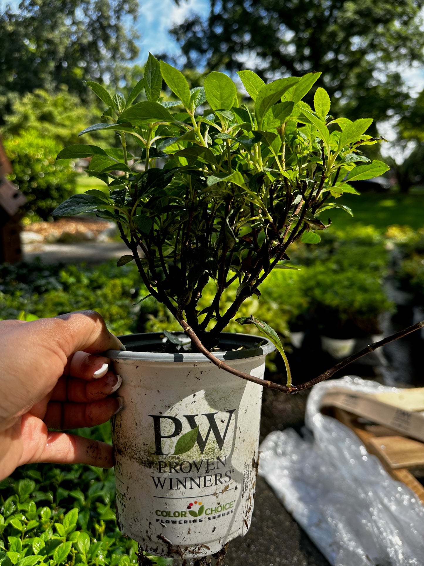 Proven Winners Little QUICK FIRE® Panicle Hydrangea | Hydrangea paniculata 'SMHPLQF'