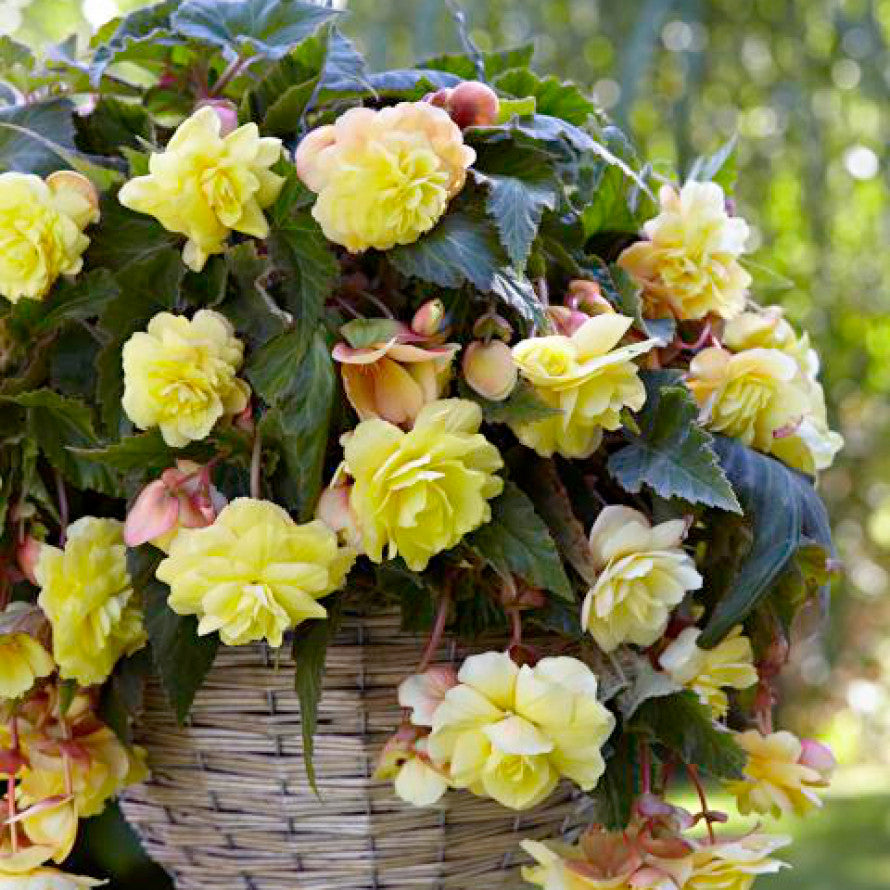 Begonia, 'Sunny Dream' - 3/6/10-pack| Begonia Odorata 'Sunny Dream'